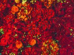 희신광요) 정략혼政略婚 -3