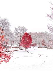 Rona Williston Story