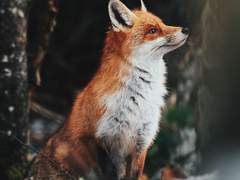 [국뷔] 여우의 집 5