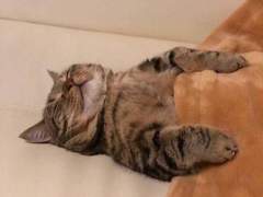 포멜로의 칩거생활