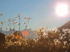 떠오르는 해를 맞이하는