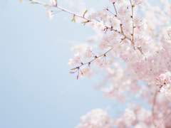 꽃잎과 러브레터와