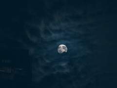 [후타모니] 피새