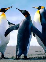 IDOLiSH7_유료발행