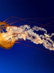 러브앤프로듀서_유료발행