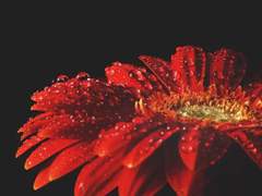 꽃을 피우다.(1)