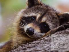 [미쿠라] 너구리의 행방