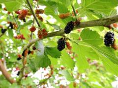 희희낭랑환정기 10