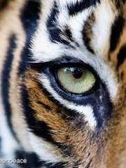 [뷔민] 호랑이 신부