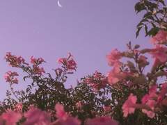 새벽 달빛이 내 발걸음을 비춰