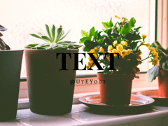 [미사와] 화분 키우는 법下