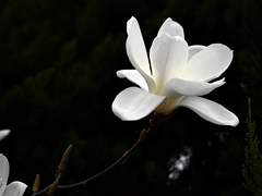 白木連 ; 이루어질 수 없는 사랑 (7)