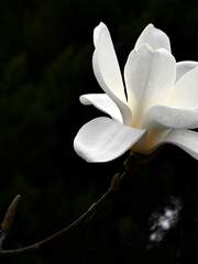 白木蓮(백목련) - 完