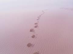 염세적 뱀파이어