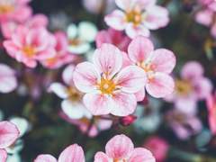 벚꽃 잎 올린 에스프레소