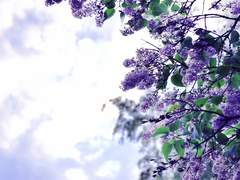 [아이나나/이오리] 가시지 않은 겨울 속에 봄이