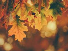 [사쿠사토] 階前梧葉已秋聲