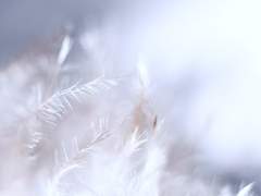 [테네체/M. R. 메이너드/1학년]