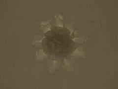 [ 다 이 즈 / 21 ]