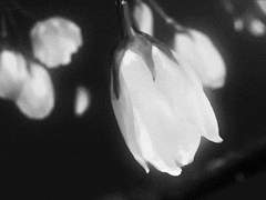 7. 花無十日紅 (화무십일홍)