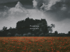 Poppies, poppies