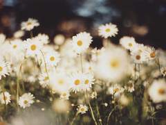 :: 이트 타로 커미션