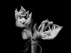 [ 염 주 한 / 31 ]