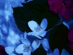 낙화유수 (1) 추락하다