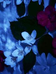 낙화유수(落花流水)