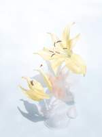 哀香歌(애향가)