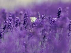 [망기무선/망무] 호접지몽胡蝶之夢 (1)