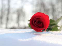 [아오오도] 초록장미