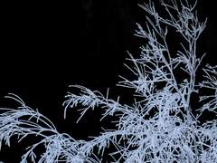 죽음이 속삭이는 밤에 삶을 노래하지 말라