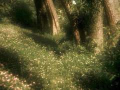 [명재매화] Cherry Blossom.