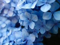 아라시 필모 드림 리스트