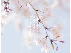 어느 고운 봄날 흩날리거든 [3]