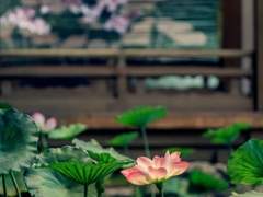 Not regret love _ 희신강징