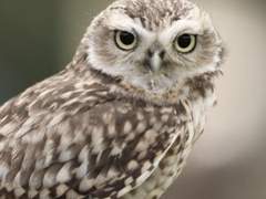 국내 멸종위기동물