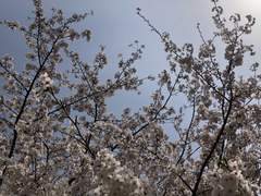 소나무에 핀 꽃(2)