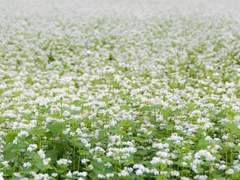 [육섭] 메밀꽃 필 무렵