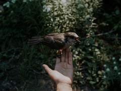 [마사니노] 슈가버드