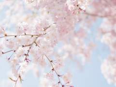 [엘매니] Salut d'Amour