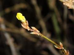[웨이란] - 送花(송화)