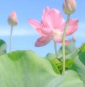 연꽃은 피었건만, 님은 오지 아니하네 - 4. 기다림의 끝