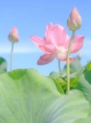 연꽃은 피었건만, 님은 오지 아니하네