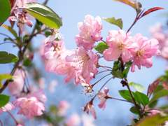 바다의 도시의 봄