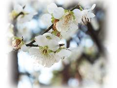 Rectangular Marquee Tool - Feather - 30 px