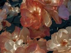 릴리데이 라써데 백업