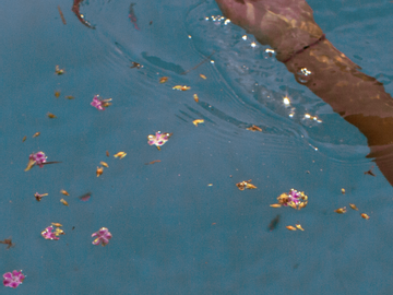 All The Dying Things