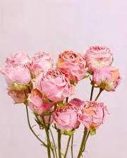 기타 단편 연성